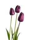 Dark purple tulip flowers isolated on white background. Royalty Free Stock Photo