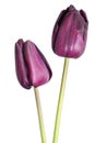 Dark purple tulip flowers isolated on white background. Royalty Free Stock Photo
