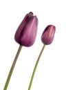 Dark purple tulip flowers isolated on white background. Royalty Free Stock Photo