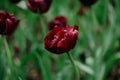 Dark purple tulip flowers. Unusual Triumph tulips blooming in park, beautiful spring tulip flowers Royalty Free Stock Photo