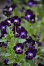 Dark purple viola flowers