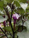 Dark Purple and White Datura Flower Angel Trumpet Royalty Free Stock Photo