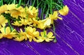Dark purple wooden background with a bouquet of yellow daisies on the boards Royalty Free Stock Photo