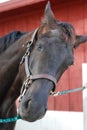 Dark Race Horse Head Shot Royalty Free Stock Photo