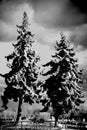 Fir trees in rainy weather Royalty Free Stock Photo