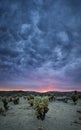 Dark rain clouds over Cholla Cactus Royalty Free Stock Photo