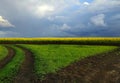 Dark rain sky over a field of yellow rapeseed in Ukraine Royalty Free Stock Photo