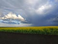 Dark rain sky over a field of yellow rapeseed in Ukraine Royalty Free Stock Photo