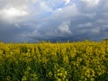 Dark rain sky over a field of yellow rapeseed in Ukraine Royalty Free Stock Photo