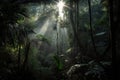 dark rainforest at dawn with the sun filtering through the canopy