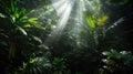 Dark rainforest, sun rays through the trees, rich jungle greenery Royalty Free Stock Photo