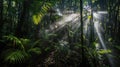 Dark rainforest, sun rays through the trees, rich jungle greenery Royalty Free Stock Photo
