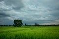 Dark rainy clouds over a field with green grain and a large tree in Nowiny, Poland Royalty Free Stock Photo