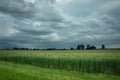 Dark rainy clouds over a field with green grain in Nowiny, Poland Royalty Free Stock Photo