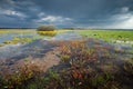 Dark rainy clouds over a wild wet meadow Royalty Free Stock Photo