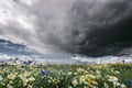 Dark rainy storm clouds above chamomile and cornflower meadow