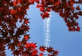 Dark red acer tree, blue sky and jet trail.