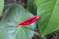 dark red anthurium flower bud with leaf, Royalty Free Stock Photo