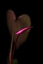 Dark red anthurium flower bud with leaf Royalty Free Stock Photo