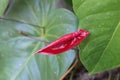 dark red anthurium flower bud with leaf, Royalty Free Stock Photo