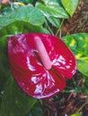 Dark red anthurium