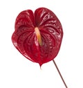 Dark red anthurium