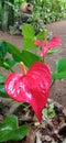 Dark red anthurium flowers.