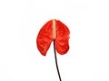 Dark red anthurium isolated