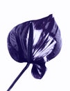 Dark red anthurium. Tropical plant in a minimalist style Flower in vibrant gradient holographic colors. Concept pop art