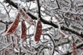 Dark red beans on the frozen branches Royalty Free Stock Photo