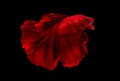 Dark red betta fish, Siamese fighting fish was isolated on black background. Fish also action of turn head in different direction