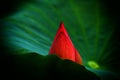 A dark Red lotus head come out
