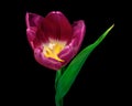 Dark red blooming tulip with green stem and leaves isolated on black background. Close-up studio shot. Royalty Free Stock Photo