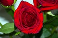 Dark red blossoming rose