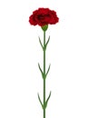 A dark red carnation flower isolated on white background. Royalty Free Stock Photo