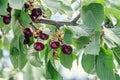 Dark red cherries fruits, tree cherry with green leaves and bran Royalty Free Stock Photo