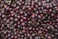 Dark Red Cherries in a Market Display Royalty Free Stock Photo