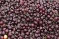 Dark Red Cherries For Sale Royalty Free Stock Photo