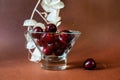 Dark red cherry in glass bowl, dried lunaria flower on brown Royalty Free Stock Photo