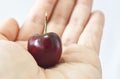 A dark red cherry on a hand on a white background Royalty Free Stock Photo