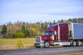 Dark red classic bonnet big rig semi truck transporting refrigerated semi trailer with refrigerator unit on the front wall driving