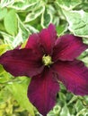 Dark red clematis flower in full bloom against green leaves.