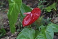 A dark red color Anthurium flower with a folded spathe on both sides, in a garden