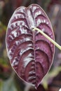 The dark red color of the back leaf of Alocasia Cuprea