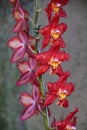 Dark red color of Intergeneric Oncidium hybrid orchids Royalty Free Stock Photo
