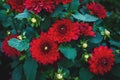 Dark red Dahlia flowering plant in the garden Royalty Free Stock Photo