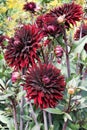Dark red Dahlia flowers