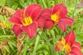 Dark red daylily  in the garden Royalty Free Stock Photo