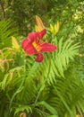 Dark red daylily  in the garden Royalty Free Stock Photo