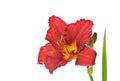 Dark red daylily isolated on white Royalty Free Stock Photo